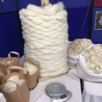 Border Leicester tops 500g, beautiful white prepared tops for spinning, felting and crafting, rare breed