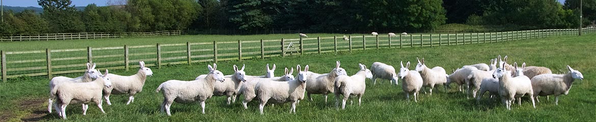 Border Leicester sheep from North Yorkshire Doulton flock in a field