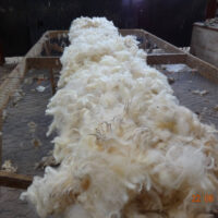 Border Leicester fleece 1kg, skirted and clean but not washed