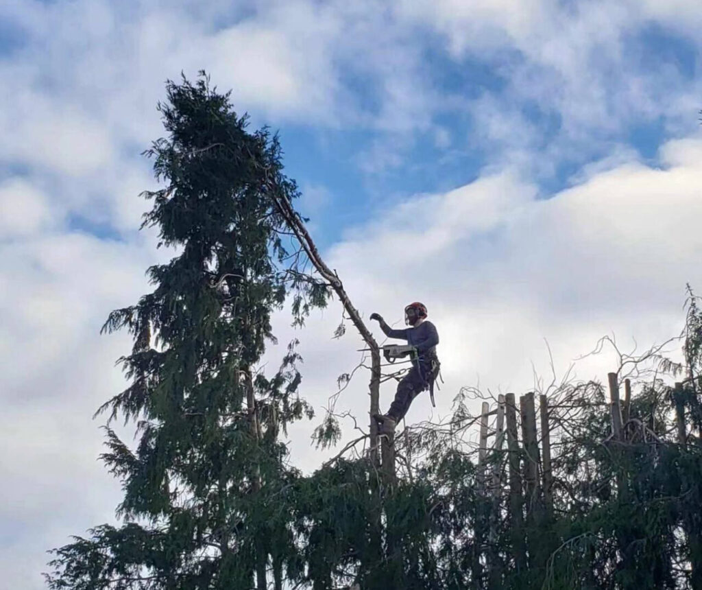 Professional tree care services in Thornaby – tree pruning by Elemental Tree Care